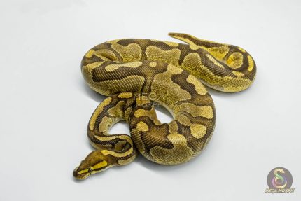 5702 1.0 ENCHI FIRE ASPHALT HET CLOWN