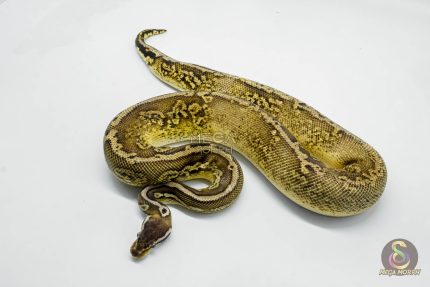 5709 1.0 BLACK PEWTER GRAVEL OR YELLOW BELLY HET