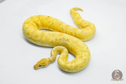 5710 1.0 BANANA HURRICANE PASTEL YELLOW BELLY HET CLOWN