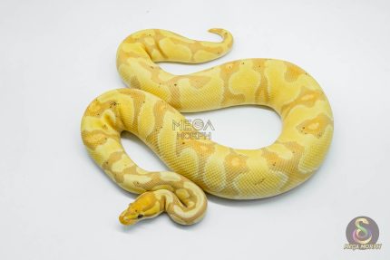 5711 0.1 BANANA ENCHI YELLOW BELLY HET CLOWN