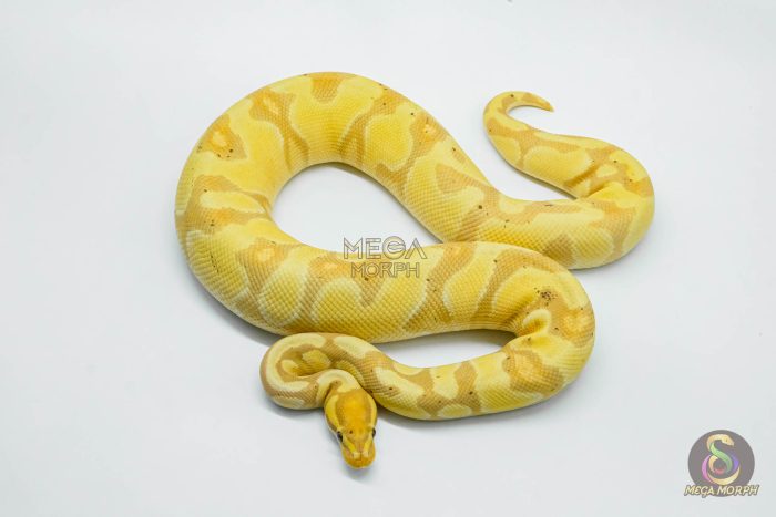 5711-3-1.jpg 5711 0.1 BANANA ENCHI YELLOW BELLY HET CLOWN - Image 3