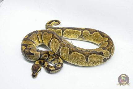 5722 0.1 ENCHI HET ALBINO/CANDY