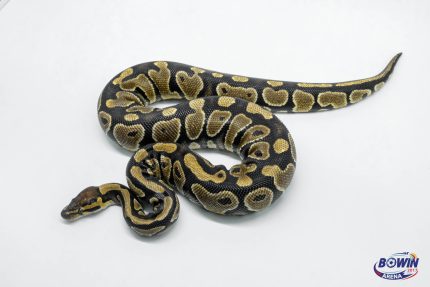5739 0.1 GRAVEL HET CLOWN