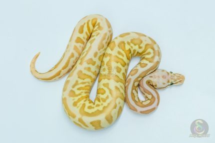 5741 1.0 BANANA BUTTER SPOTNOSE FIRE LEOPARD HET CLOWN