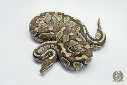 5742 0.1 LESSER NANNY