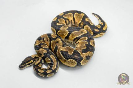 5743 1.0 ORANGE DREAM SPARK OR YELLOW BELLY