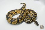5743 1.0 ORANGE DREAM SPARK OR YELLOW BELLY - Image 3
