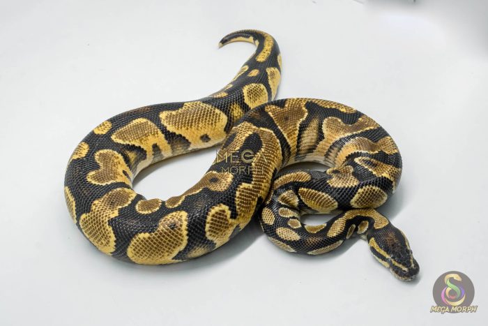5743-3-1.jpg 5743 1.0 ORANGE DREAM SPARK OR YELLOW BELLY - Image 3
