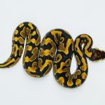 5744 0.1 YELLOW BELLY HET CLOWN