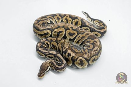 5753 1.0 PEWTER HET CLOWN