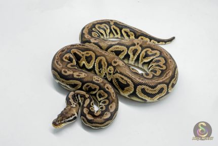 5754 1.0 PEWTER HET CLOWN