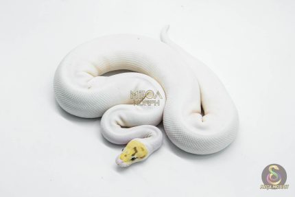 5759 0.1 BUBBLEBEE FIRE PIEBALD