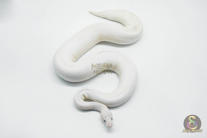 5765 0.1 IVORY PASTEL POSSIBLE GHI - Image 3