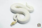 5766 0.1 BANANA SUPER ENCHI IVORY