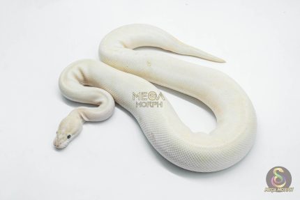 5774 1.0 ORANGE DREAM IVORY HET CLOWN POSSIBLE HURRICANE