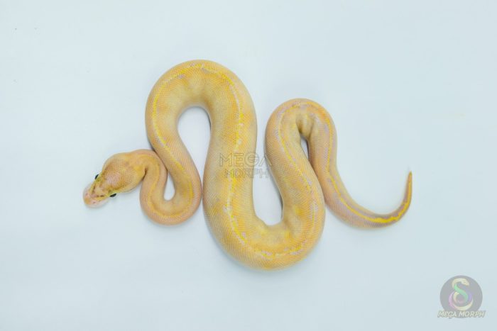 5774 1.0 ORANGE DREAM IVORY HET CLOWN POSSIBLE HURRICANE - Image 3