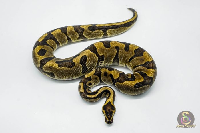 5779 0.1 LEOPARD ENCHI - Image 2