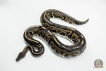 5783 0.1 MAHOGANY CINNAMON LEOPARD HET CLOWN (POSS FIRE)