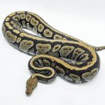 5784 0.1 MAHOGANY FIRE HET CLOWN