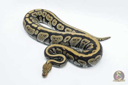 5784 0.1 MAHOGANY FIRE HET CLOWN