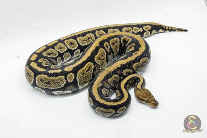 5784 0.1 MAHOGANY FIRE HET CLOWN - Image 3