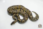 5786 0.1 ENCHI POSS YELLOW BELLY