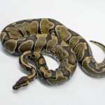 5786 0.1 ENCHI POSS YELLOW BELLY