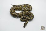 5786 0.1 ENCHI POSS YELLOW BELLY - Image 2