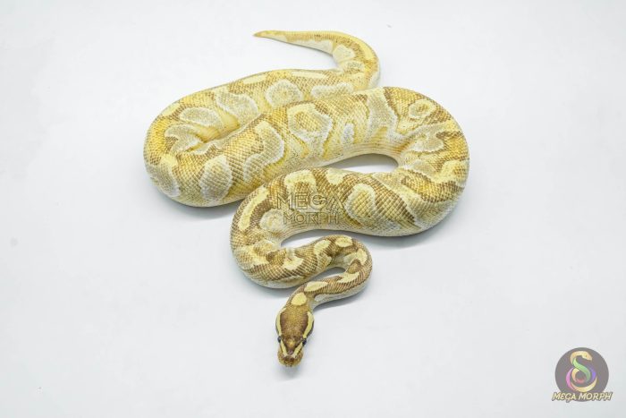 5787 1.0 MOJAVE ENCHI YELLOW BELLY - Image 2