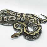 5790 0.1 MOJAVE YELLOW BELLY