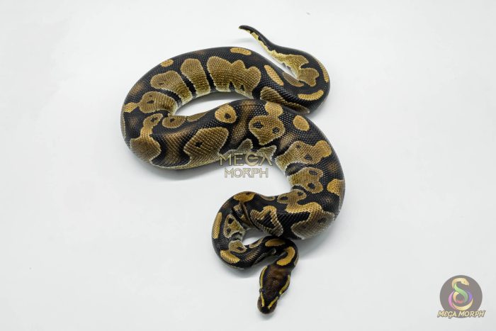 5794-2-1.jpg 5794 1.0 MAHOGANY HET PIEBALD - Image 2