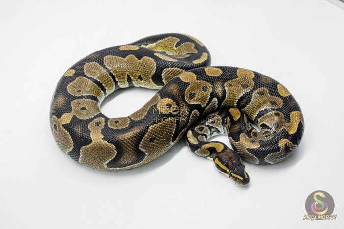 5794-3-1.jpg 5794 1.0 MAHOGANY HET PIEBALD - Image 3