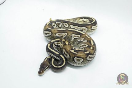 5798 1.0 BLACKHEAD MOJAVE YELLOW BELLY