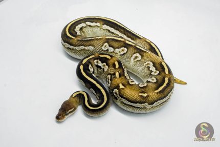 5799 0.1 BLACKHEAD MOJAVE YELLOW BELLY