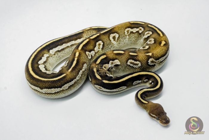 5799 0.1 BLACKHEAD MOJAVE YELLOW BELLY - Image 3
