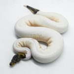 5803 1.0 BLACK PASTEL RUSSO PIEBALD