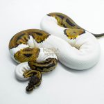 5804 0.1 LEOPARD PIEBALD POSS ORANGE DREAM