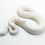 5807 1.0 RUSSO PIEBALD POSS BLACK PASTEL