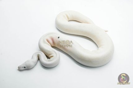 5807 1.0 RUSSO PIEBALD POSS BLACK PASTEL