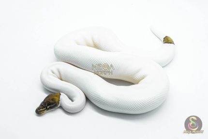 5808 1.0 BLACK PASTEL RUSSO PIEBALD