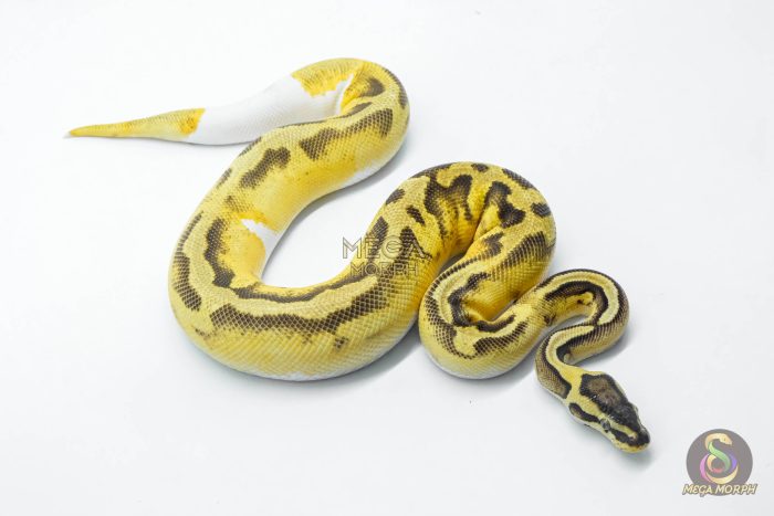 5809-3-1.jpg 5809 0.1 ENCHI PASTEL YELLOW BELLY PIEBALD - Image 3