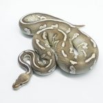 5813 1.0 CHOCOLATE MOJAVE FIRE HET CLOWN