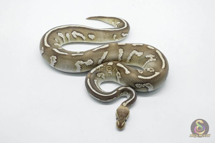 5813-3-1.jpg 5813 1.0 CHOCOLATE MOJAVE FIRE HET CLOWN - Image 3