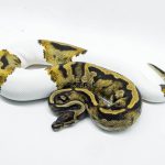 5816 0.1 PIEBALD POSS LEOPARD