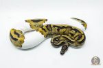 5816 0.1 PIEBALD POSS LEOPARD - Image 2