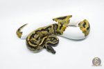 5816 0.1 PIEBALD POSS LEOPARD - Image 3