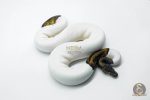5817 0.1 LEOPARD PIEBALD