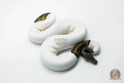 5817 0.1 LEOPARD PIEBALD