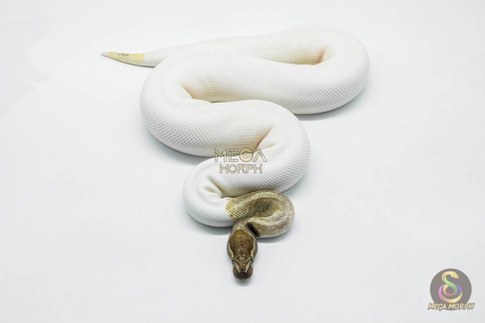 5821-3-1.jpg 5821 0.1 MOJAVE PASTEL PIEBALD - Image 3