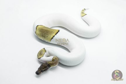 5822 0.1 MOJAVE PASTEL PIEBALD